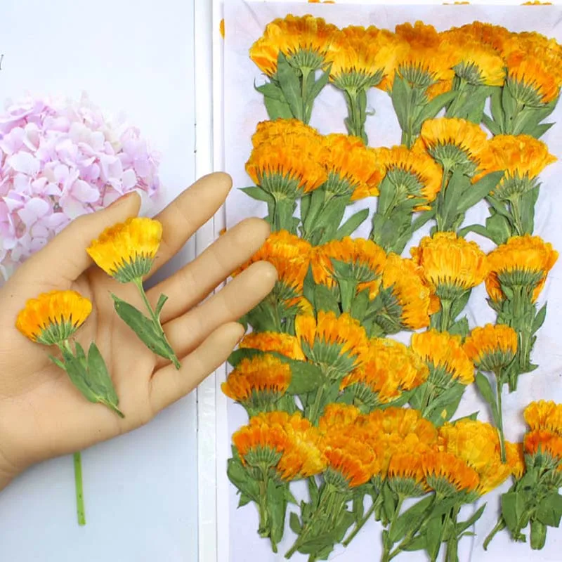 Dried Flower Pressed - 60pcs 4-6cm Side Pressed Dried Calendula