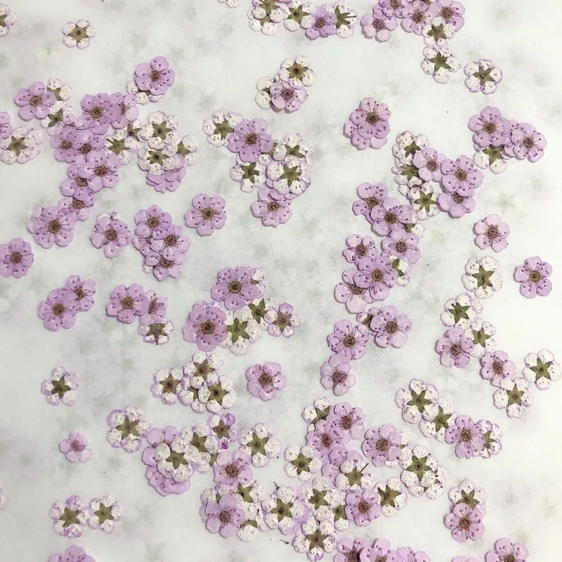 Dried Flower Pressed - Pressed Mini Narcissus Dried Flower Small