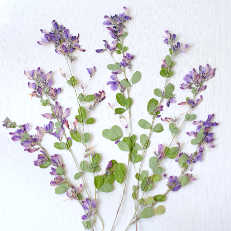 Dried Flower Pressed - 6pcs,nature Lespedeza Formosa Dried Pressed Flowers,Plant