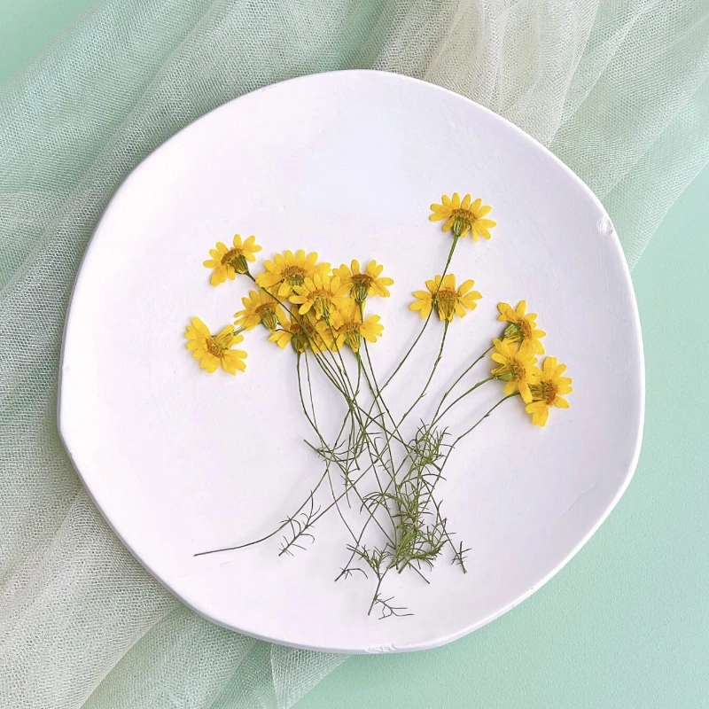 Dried Flower Pressed - 6-10cm/24pcs,Nature Pressed Chrysanthemum,Real Chamomile Branches DIY