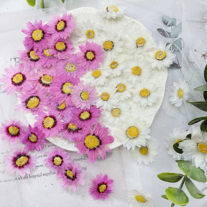 Dried Flower Pressed - 24pcs/2-4CM,Natural Pressed Flowers petals,Real Dried daisy