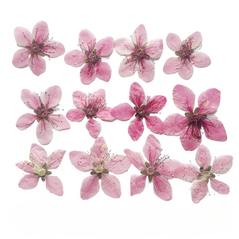 Dried Flower Pressed - 12pcs,Nature Peach Blossom Pressed Dried Flower