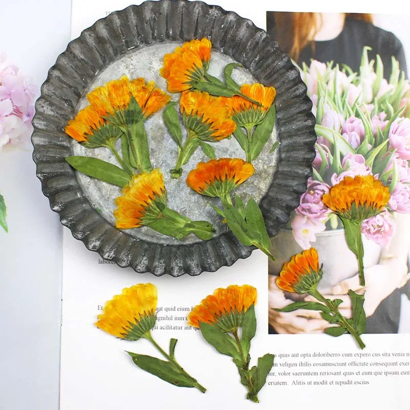 60pcs 4-6cm Side Pressed Dried - Dried Flower Pressed 评论和价格