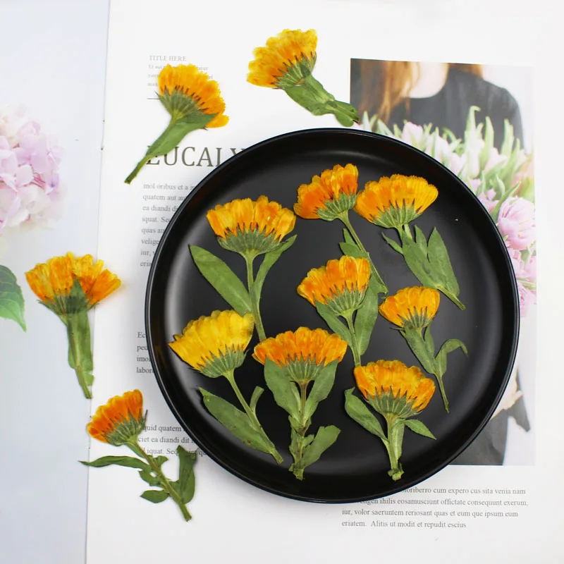 60pcs 4-6cm Side Pressed Dried - Dried Flower Pressed 评论和价格