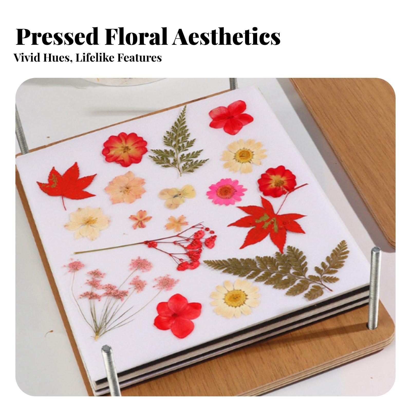 Multitier Botanical Flower Pre - Dried Flower Pressed 评论和价格