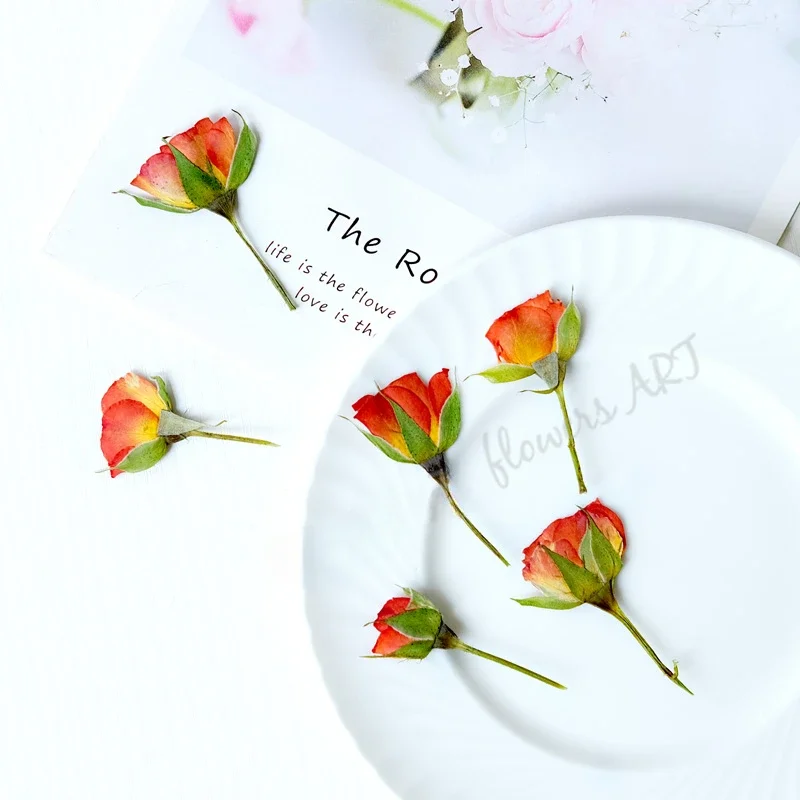 Pressed Rose Bud Flower Petals - Dried Flower Pressed 评论和价格