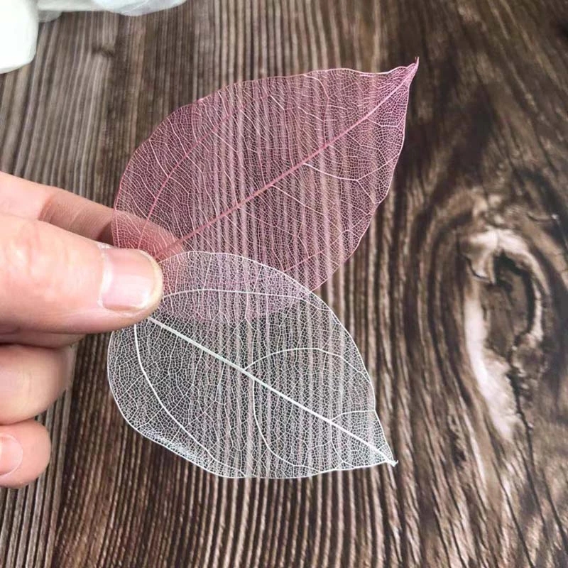 5~9CM*2~3.5CM,100PCS/Set,Real  - Dried Flower Pressed 评论和价格