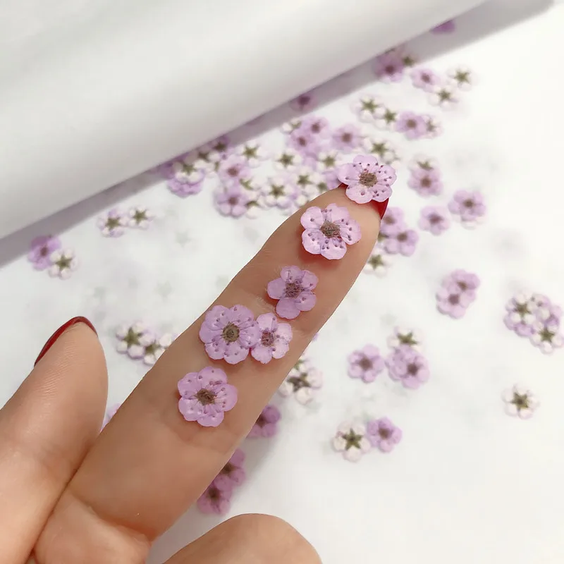 Pressed Mini Narcissus Dried F - Dried Flower Pressed 评论和价格