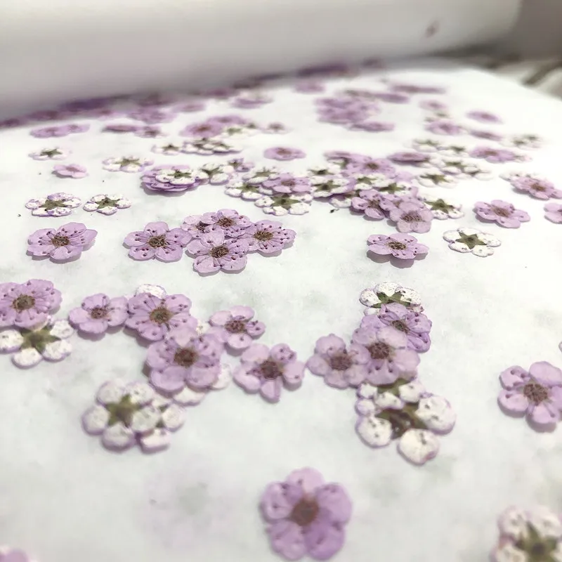 Pressed Mini Narcissus Dried F - Dried Flower Pressed 评论和价格