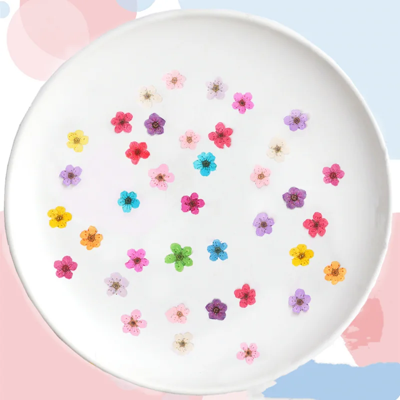 Pressed Mini Narcissus Dried F - Dried Flower Pressed 评论和价格