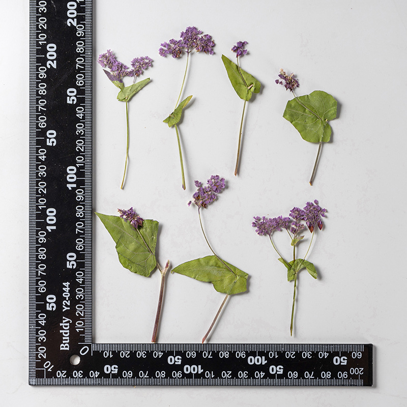 1Set Natural Dried Fagopyrum F - Resin Art Bookmark 评论和价格