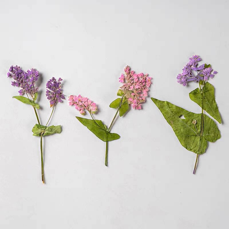 1Set Natural Dried Fagopyrum F - Resin Art Bookmark 评论和价格