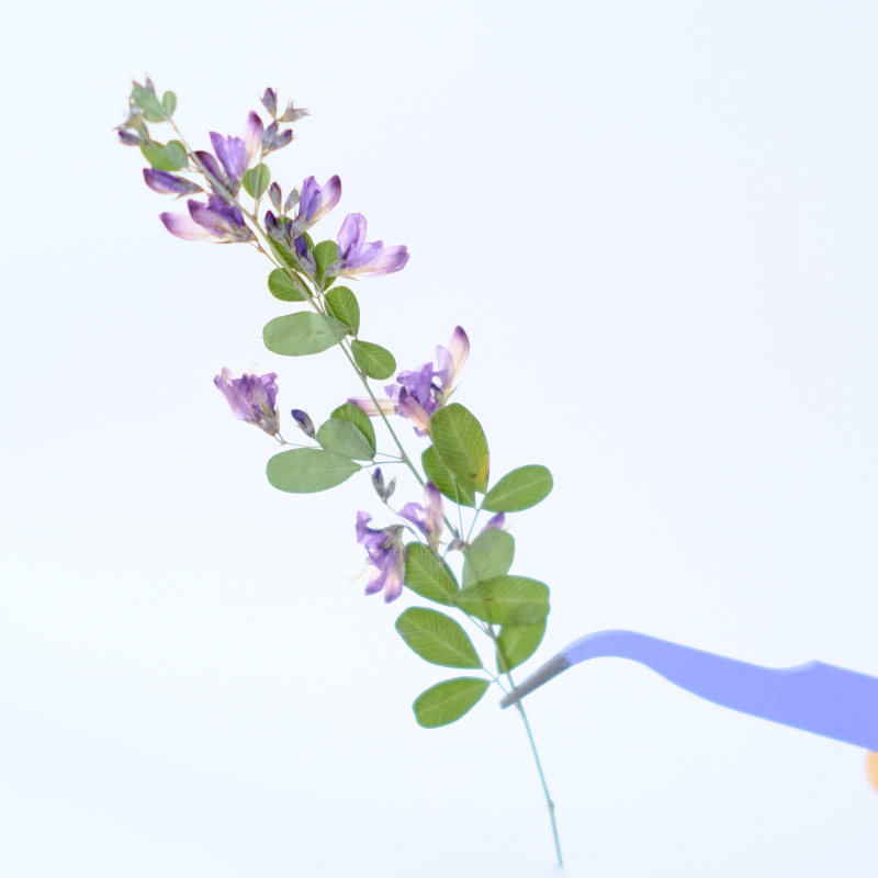 6pcs,nature Lespedeza Formosa  - Dried Flower Pressed 评论和价格