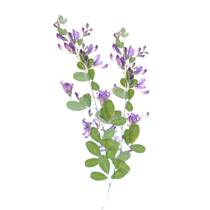 6pcs,nature Lespedeza Formosa  - Dried Flower Pressed 评论和价格