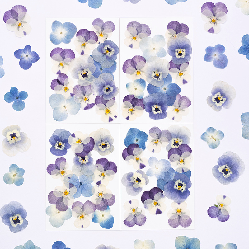12pcs,Real Viola Cornuta Press - Dried Flower Pressed 评论和价格