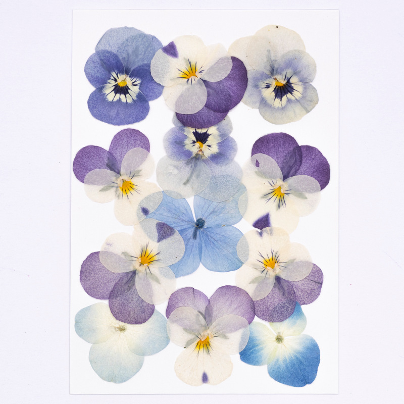 12pcs,Real Viola Cornuta Press - Dried Flower Pressed 评论和价格