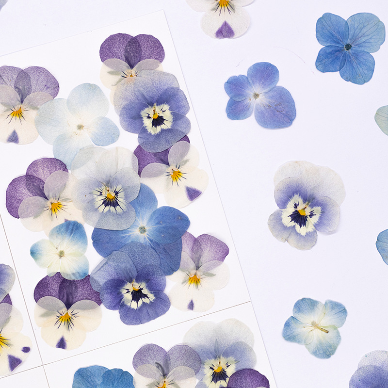 12pcs,Real Viola Cornuta Press - Dried Flower Pressed 评论和价格