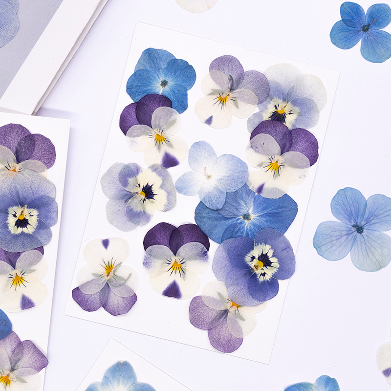 12pcs,Real Viola Cornuta Press - Dried Flower Pressed 评论和价格