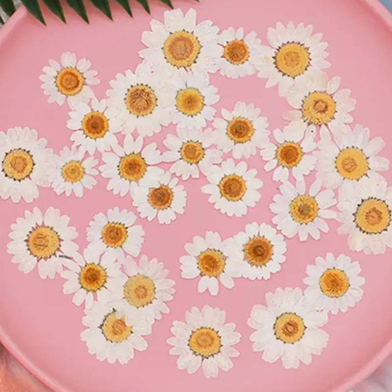 100Pcs Natural White Crystal C - Dried Flower Pressed 评论和价格
