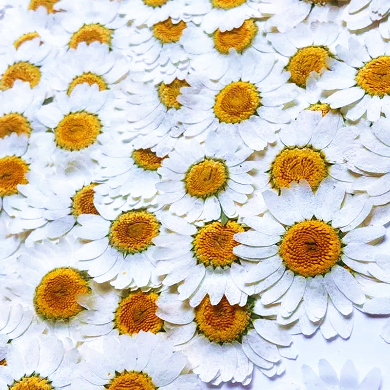 100Pcs Natural White Crystal C - Dried Flower Pressed 评论和价格