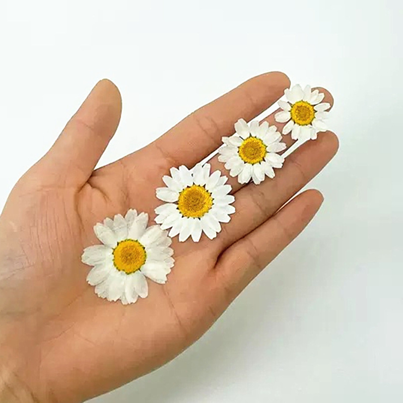 100Pcs Natural White Crystal C - Dried Flower Pressed 评论和价格