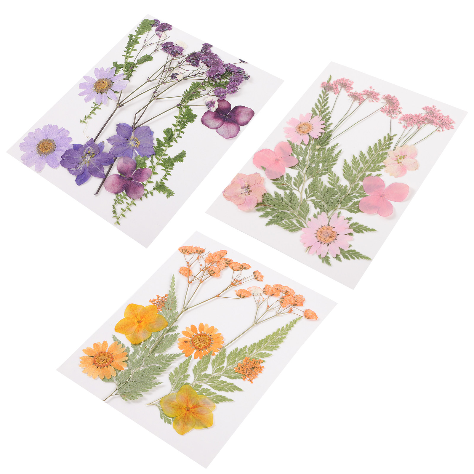 Dried Flowers Decoration Mater - Dried Flower Pressed 评论和价格