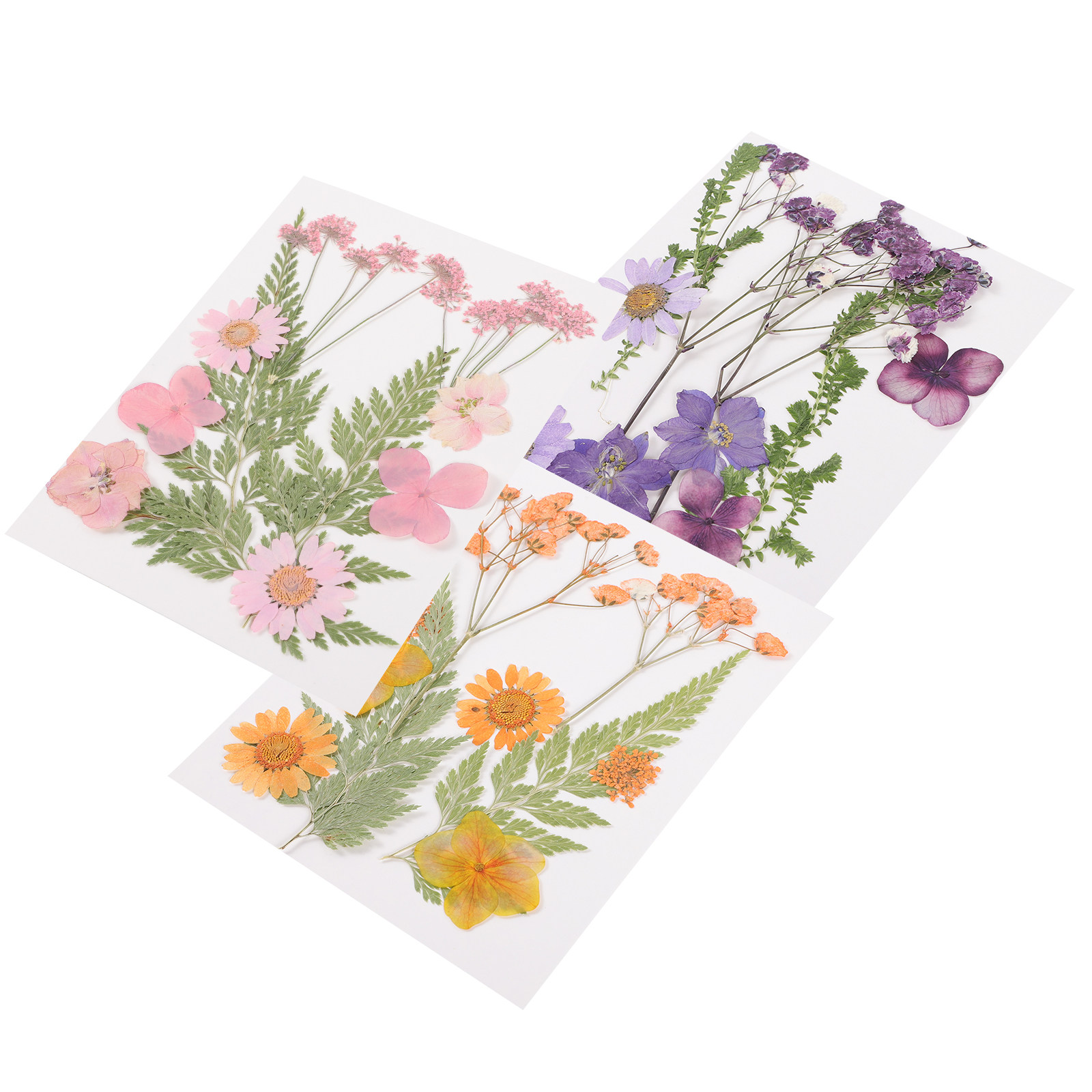 Dried Flowers Decoration Mater - Dried Flower Pressed 评论和价格