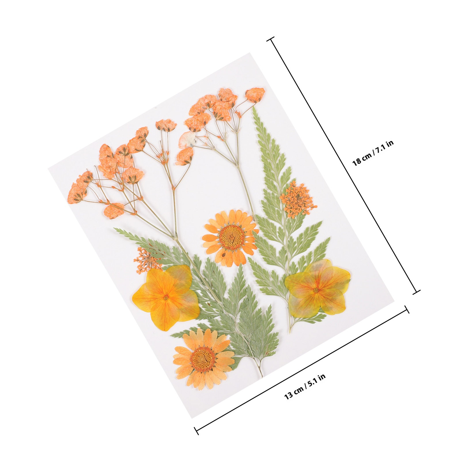 Dried Flowers Decoration Mater - Dried Flower Pressed 评论和价格