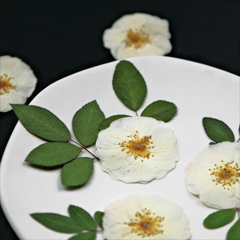 6pcs,9pcs,Nature White Rose Pr - Dried Flower Pressed 评论和价格