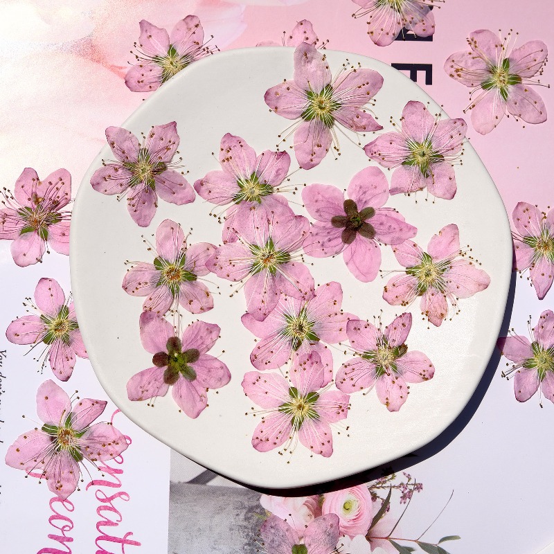 3-4cm./6pcs,Pink Peach Blossom - Dried Flower Pressed 评论和价格