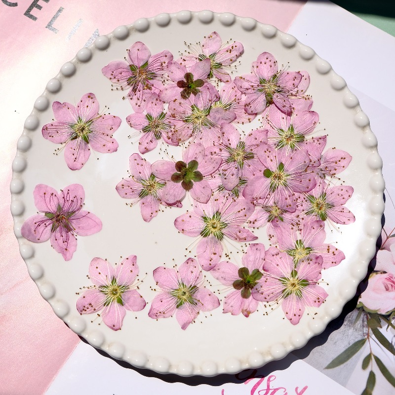 3-4cm./6pcs,Pink Peach Blossom - Dried Flower Pressed 评论和价格