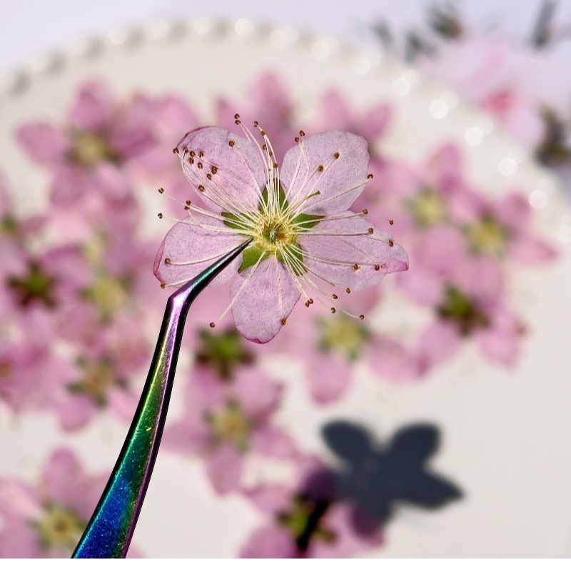 3-4cm./6pcs,Pink Peach Blossom - Dried Flower Pressed 评论和价格