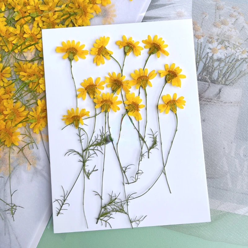 6-10cm/24pcs,Nature Pressed Ch - Dried Flower Pressed 评论和价格