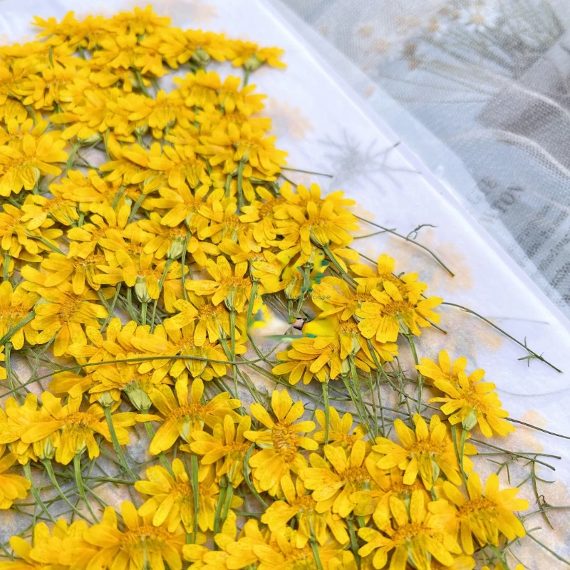 6-10cm/24pcs,Nature Pressed Ch - Dried Flower Pressed 评论和价格