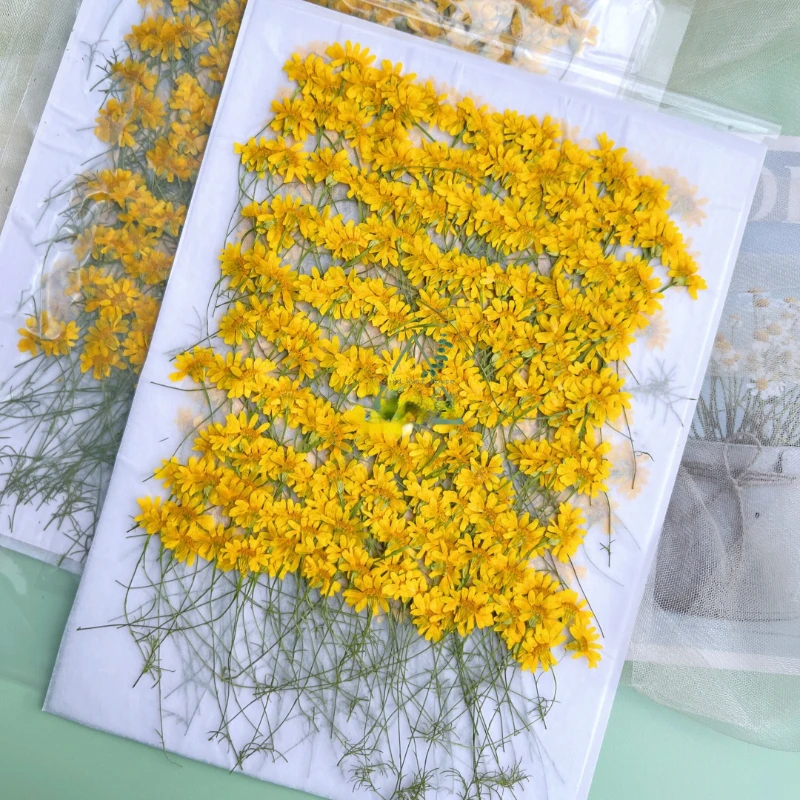 6-10cm/24pcs,Nature Pressed Ch - Dried Flower Pressed 评论和价格