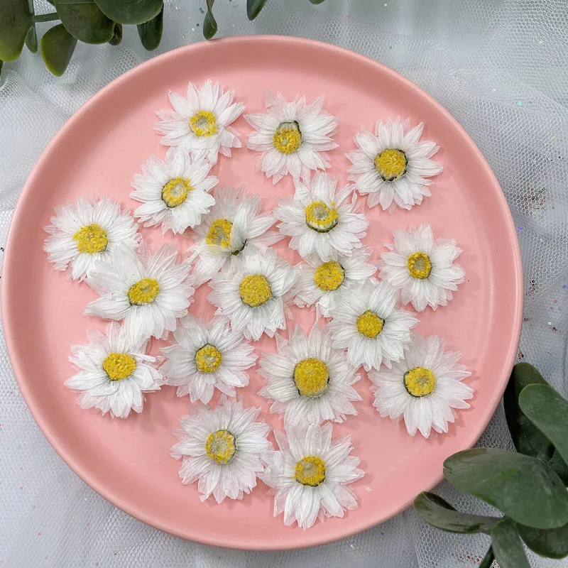 24pcs/2-4CM,Natural Pressed Fl - Dried Flower Pressed 评论和价格