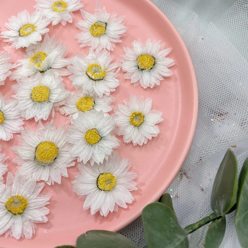 24pcs/2-4CM,Natural Pressed Fl - Dried Flower Pressed 评论和价格
