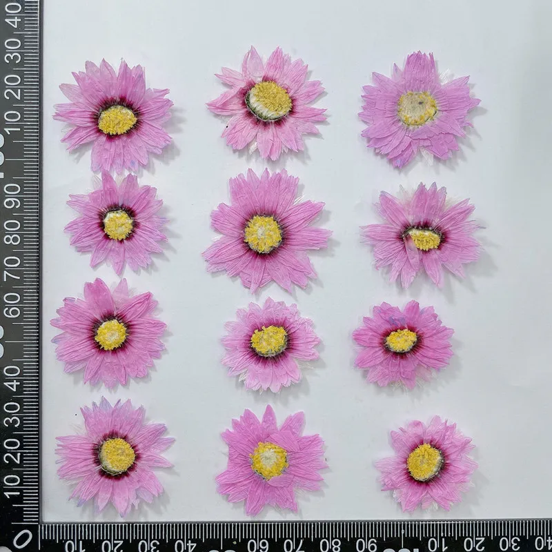 24pcs/2-4CM,Natural Pressed Fl - Dried Flower Pressed 评论和价格