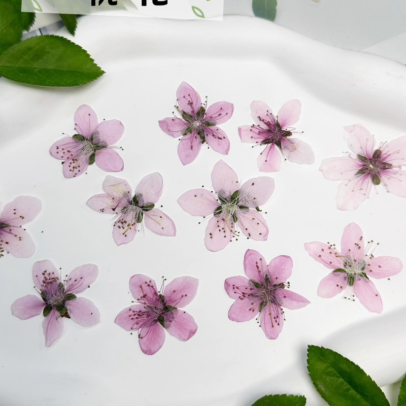 12pcs,Nature Peach Blossom Pre - Dried Flower Pressed 评论和价格