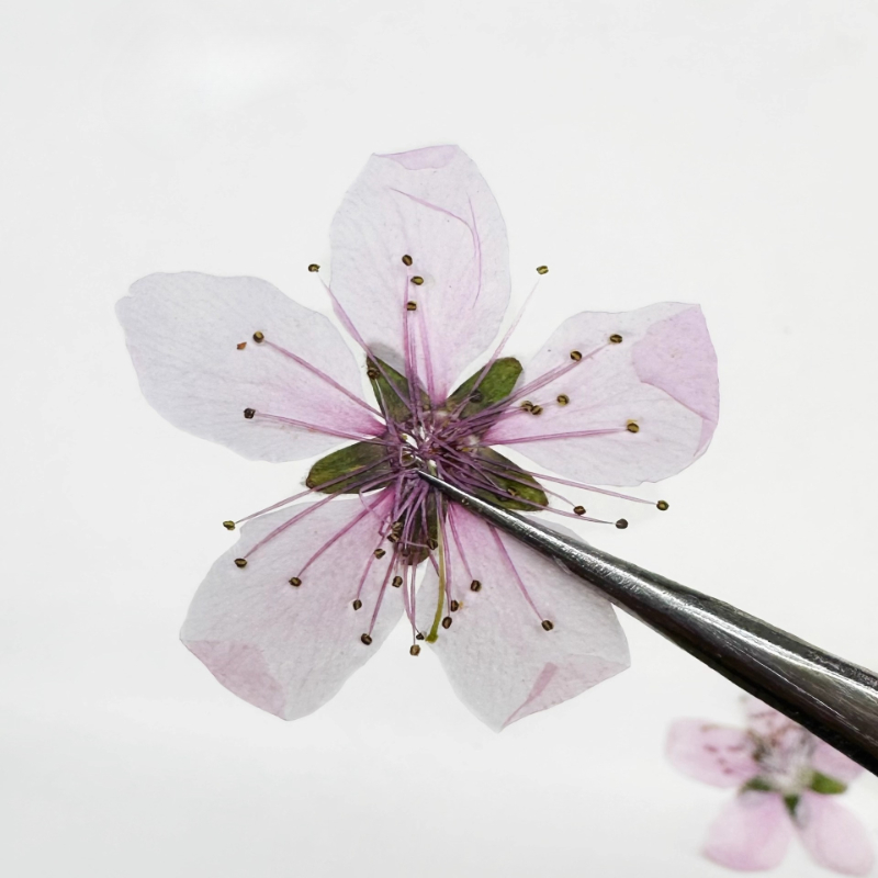 12pcs,Nature Peach Blossom Pre - Dried Flower Pressed 评论和价格