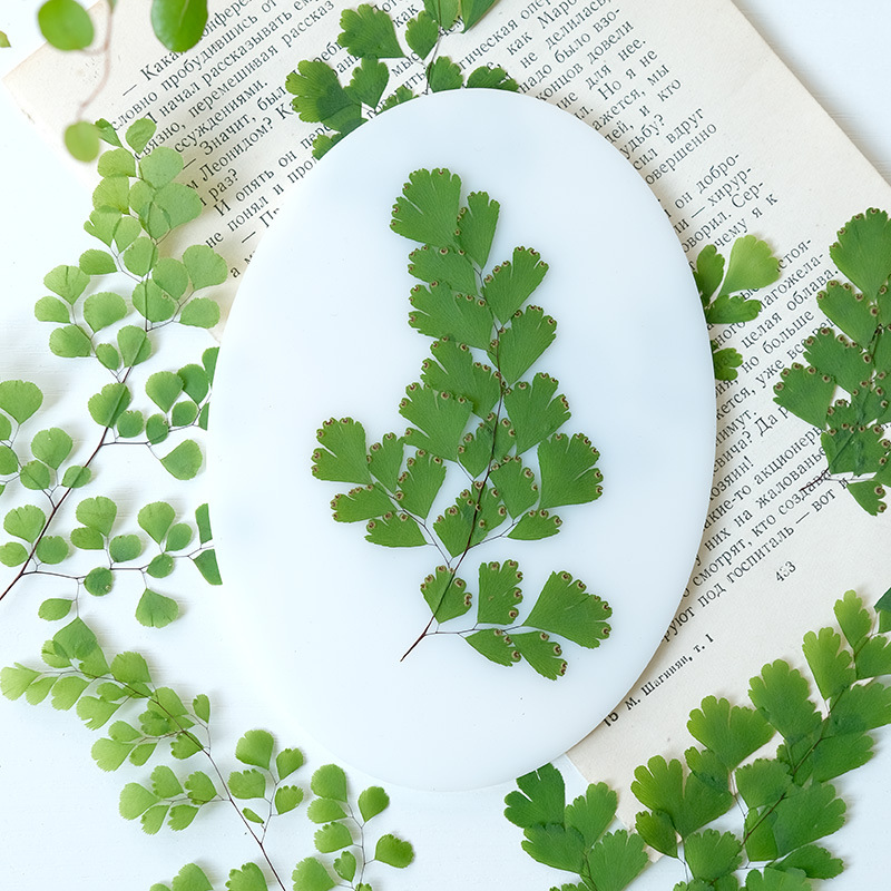 60Pcs Natural Plant Real Flowe - Dried Flower Pressed 评论和价格
