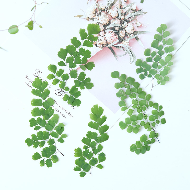 60Pcs Natural Plant Real Flowe - Dried Flower Pressed 评论和价格
