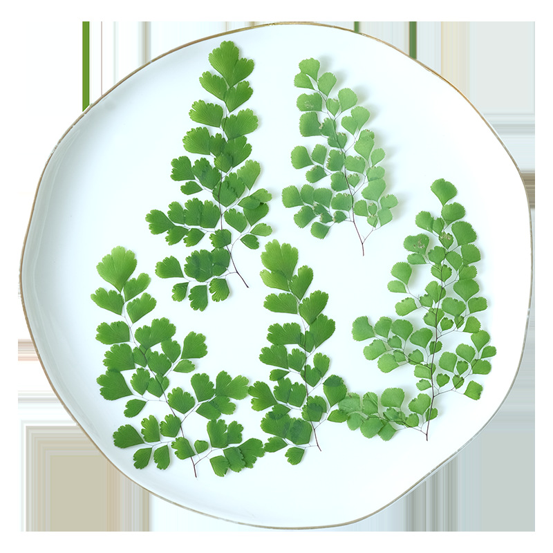 60Pcs Natural Plant Real Flowe - Dried Flower Pressed 评论和价格