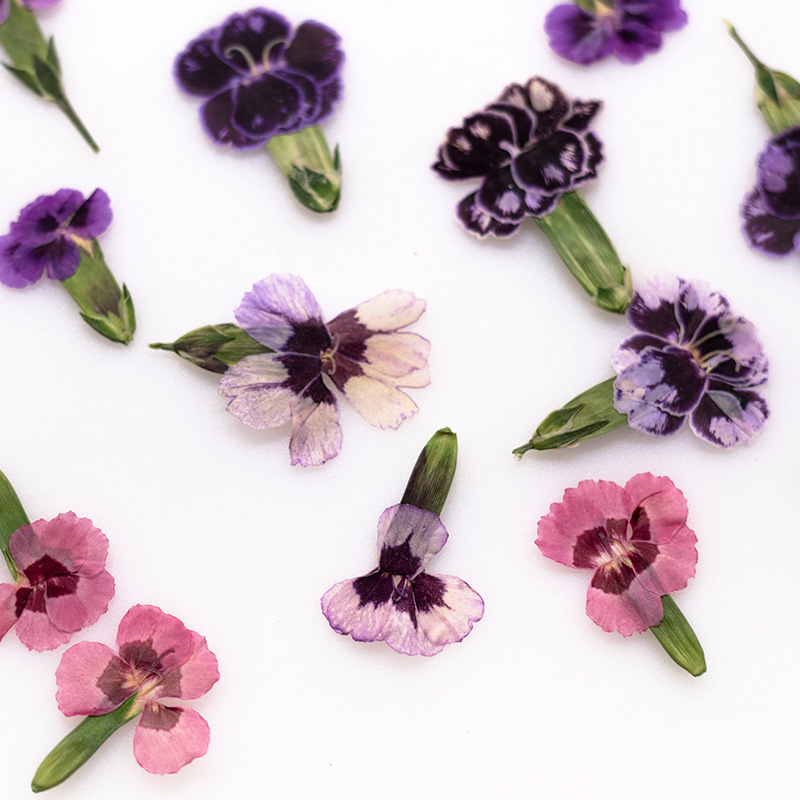 24pcs,Pressed Dried Dianthus F - Dried Flower Pressed 评论和价格
