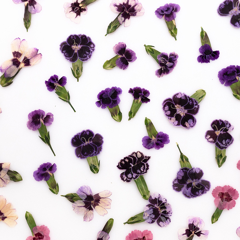 24pcs,Pressed Dried Dianthus F - Dried Flower Pressed 评论和价格