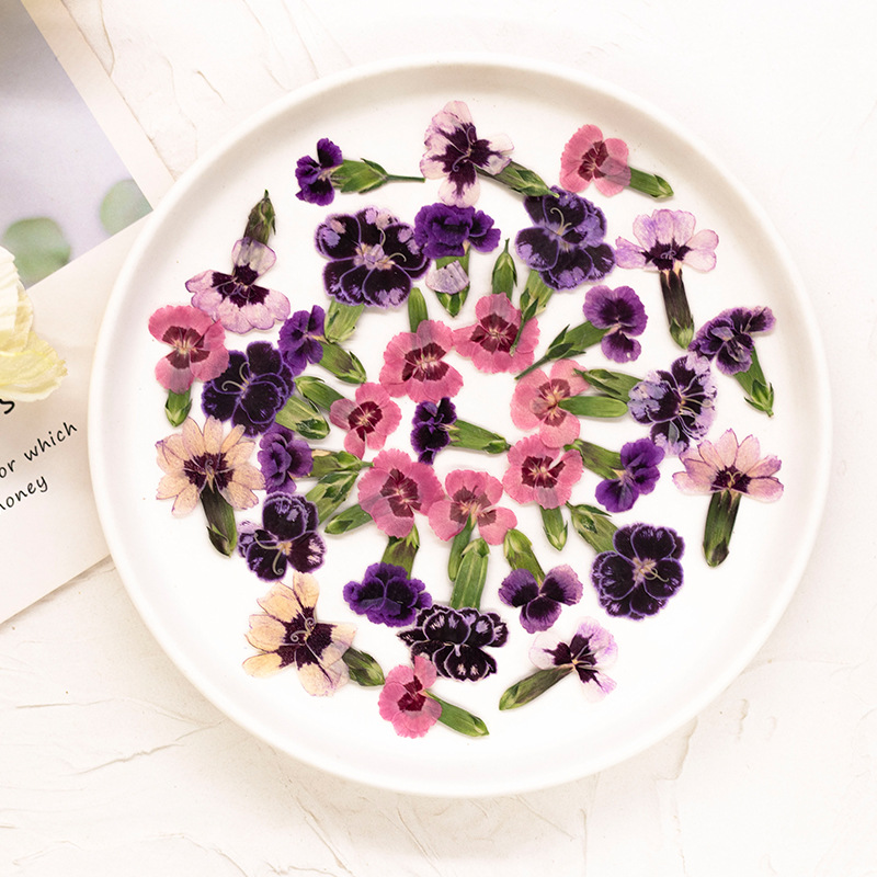 24pcs,Pressed Dried Dianthus F - Dried Flower Pressed 评论和价格