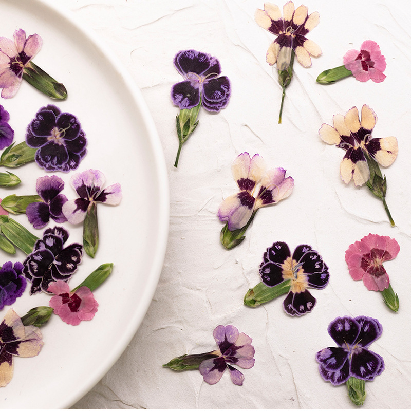 24pcs,Pressed Dried Dianthus F - Dried Flower Pressed 评论和价格