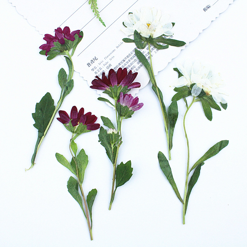 24pcs,Mini Chrysanthemum Press - Dried Flower Pressed 评论和价格