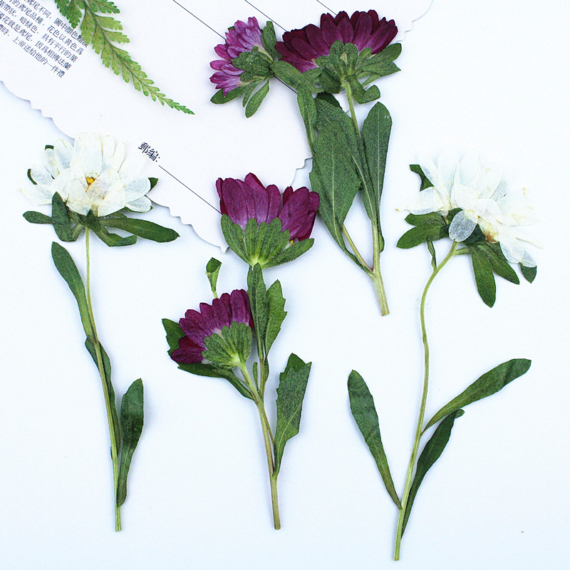 24pcs,Mini Chrysanthemum Press - Dried Flower Pressed 评论和价格