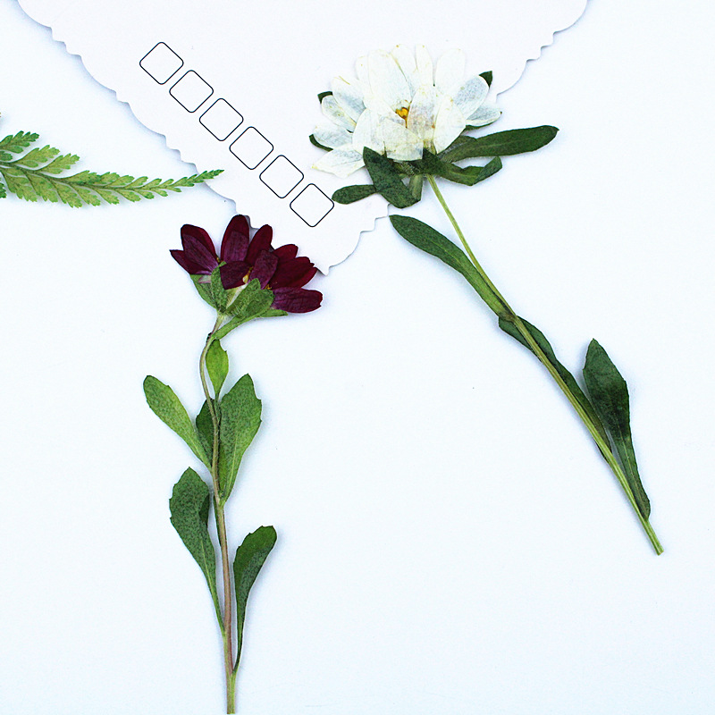 24pcs,Mini Chrysanthemum Press - Dried Flower Pressed 评论和价格